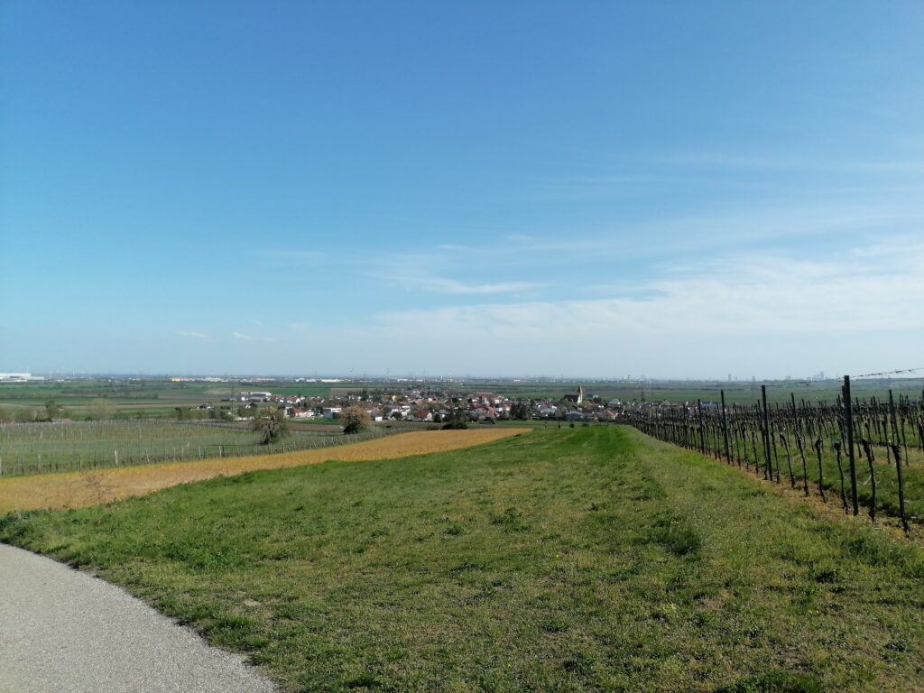 Blick über die Weinberge
