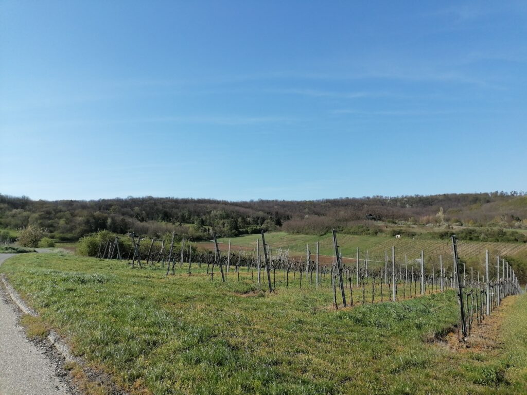 Blick von den Weinbergen in die Tal sohle rein